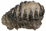 Southern Mammoth Partial Upper M Molar - Hungary #200790-3